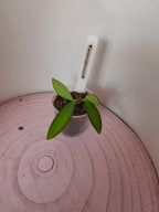 Hoya anncajanoae