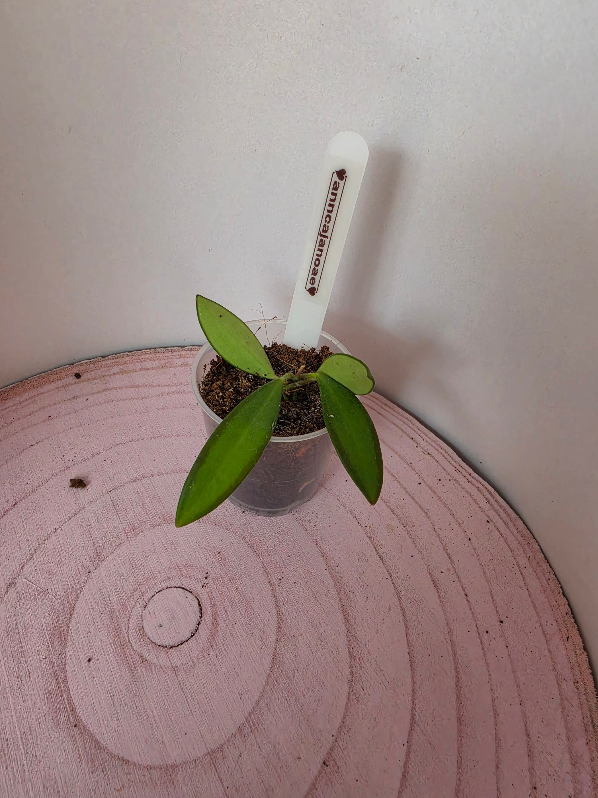 Hoya anncajanoae