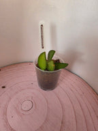 Hoya anncajanoae