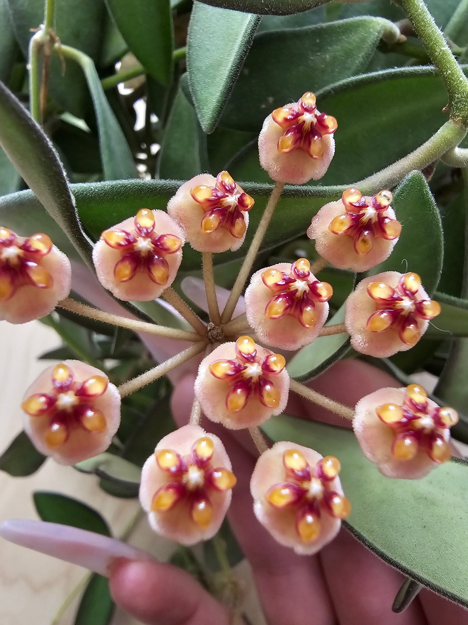 Hoya anncajanoae cutting