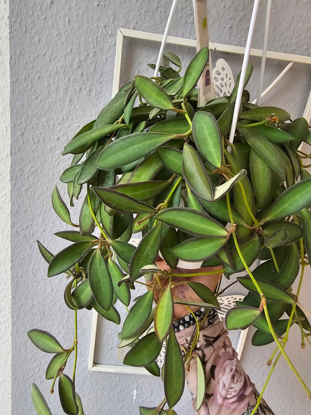 Hoya anncajanoae cutting