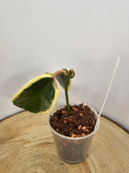 Hoya australis albomarginata