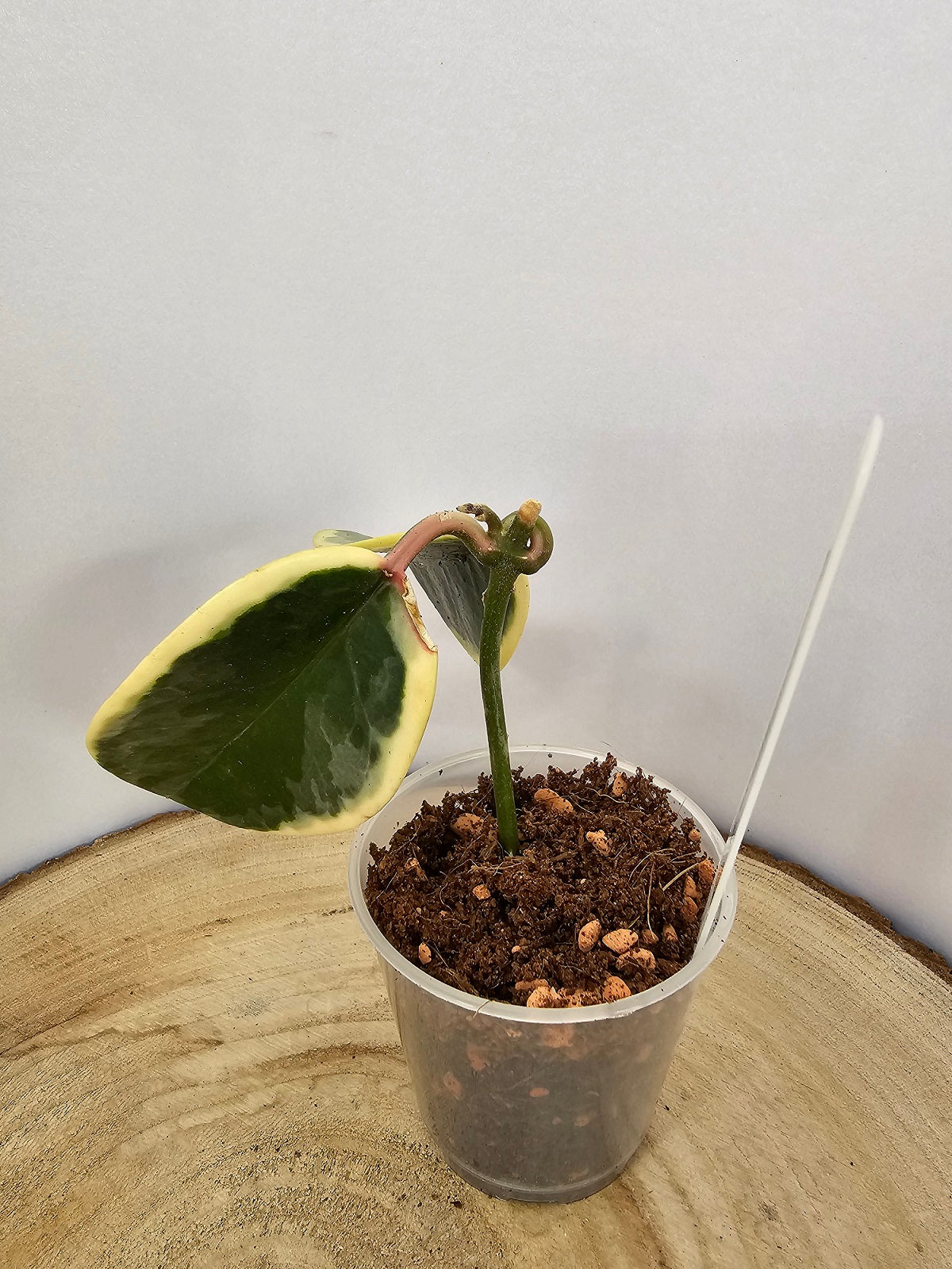 Hoya australis albomarginata