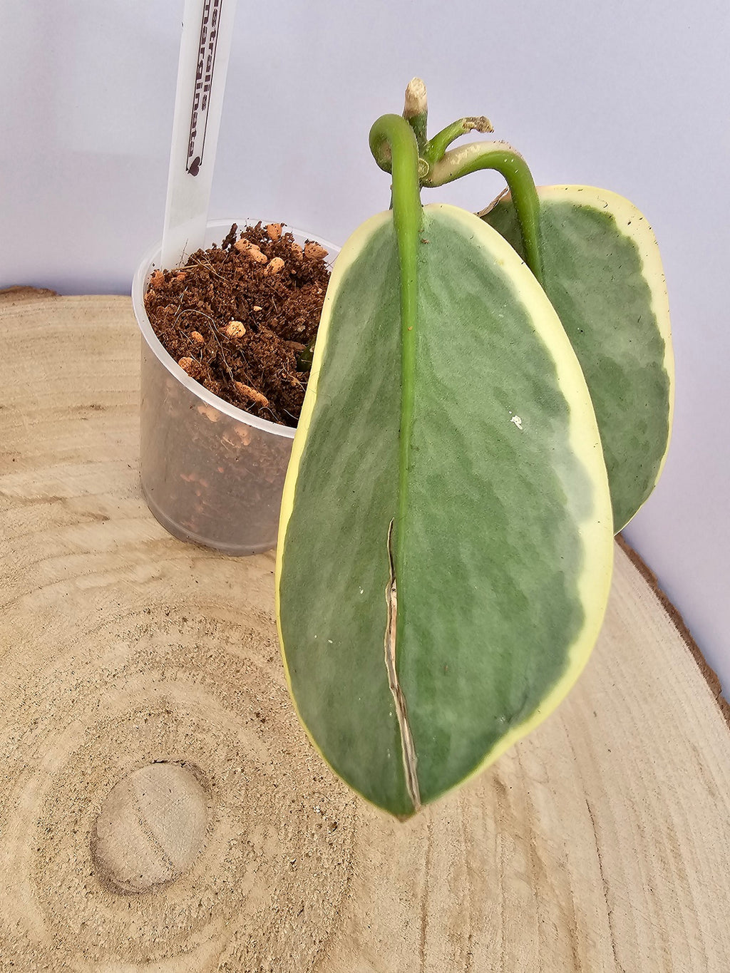 Hoya australis albomarginata