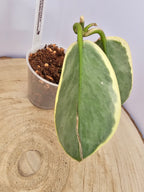 Hoya australis albomarginata