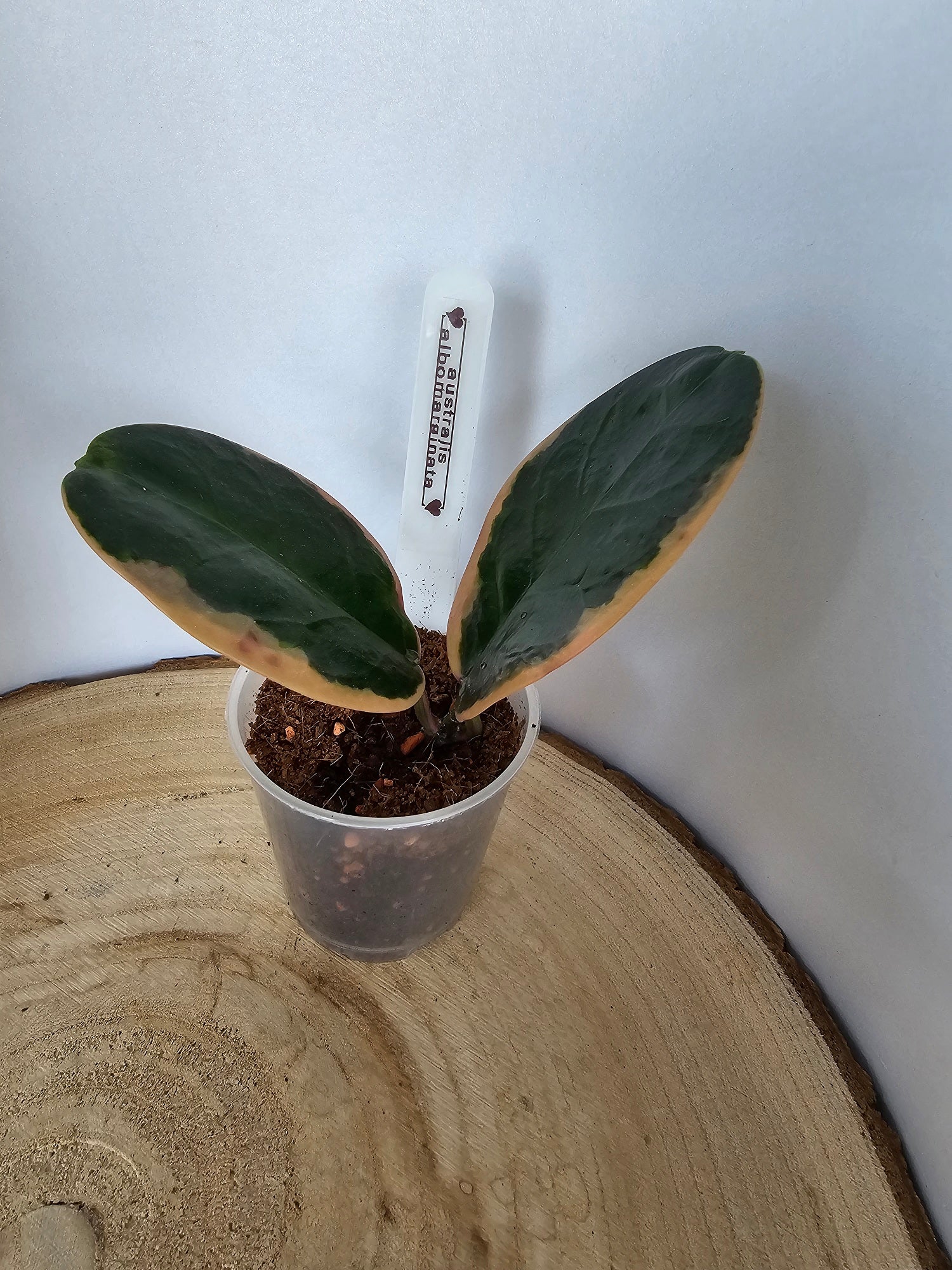 Hoya australis albomarginata