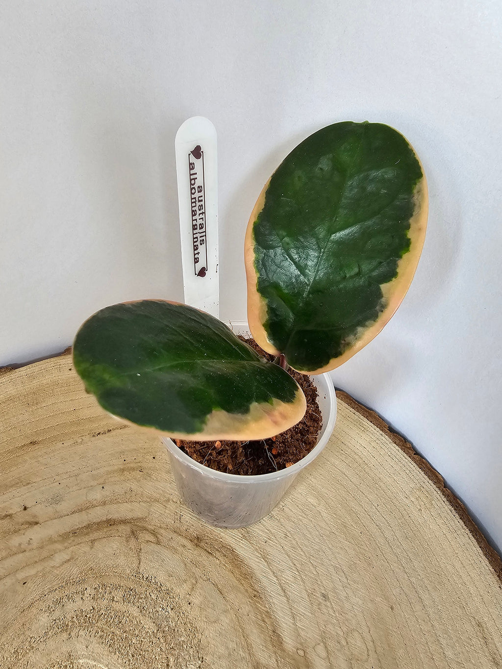 Hoya australis albomarginata