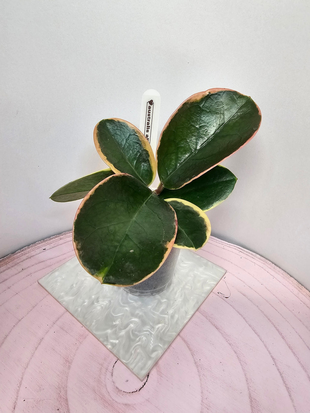 Hoya australis albomarginata