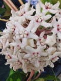 Hoya australis