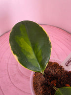 Hoya australis double-variegata