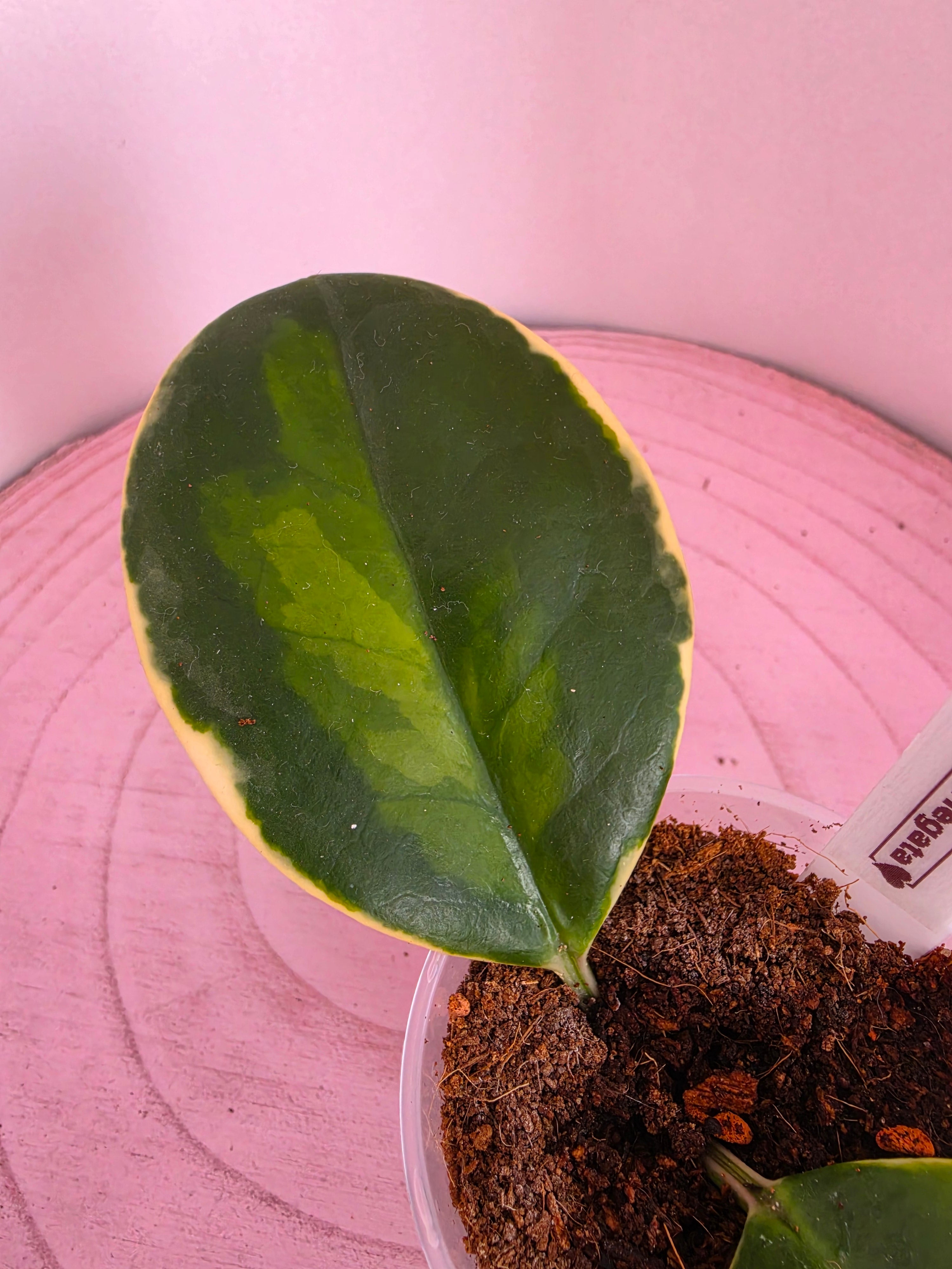 Hoya australis double-variegata
