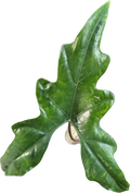 Alocasia nycteris 'Batwing' Rhizom