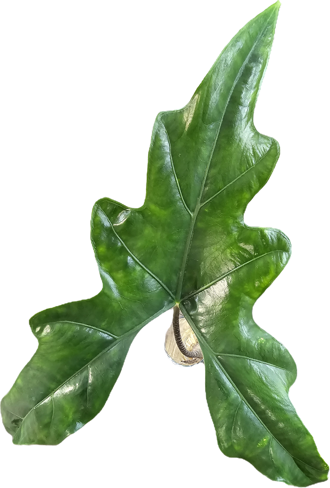 Alocasia nycteris 'Batwing' Rhizom