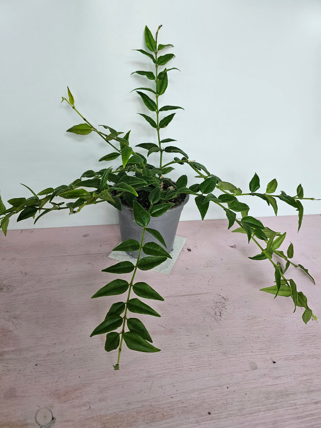 Hoya bella 12cm