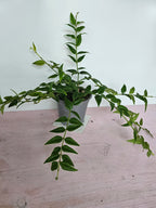 Hoya bella 12cm