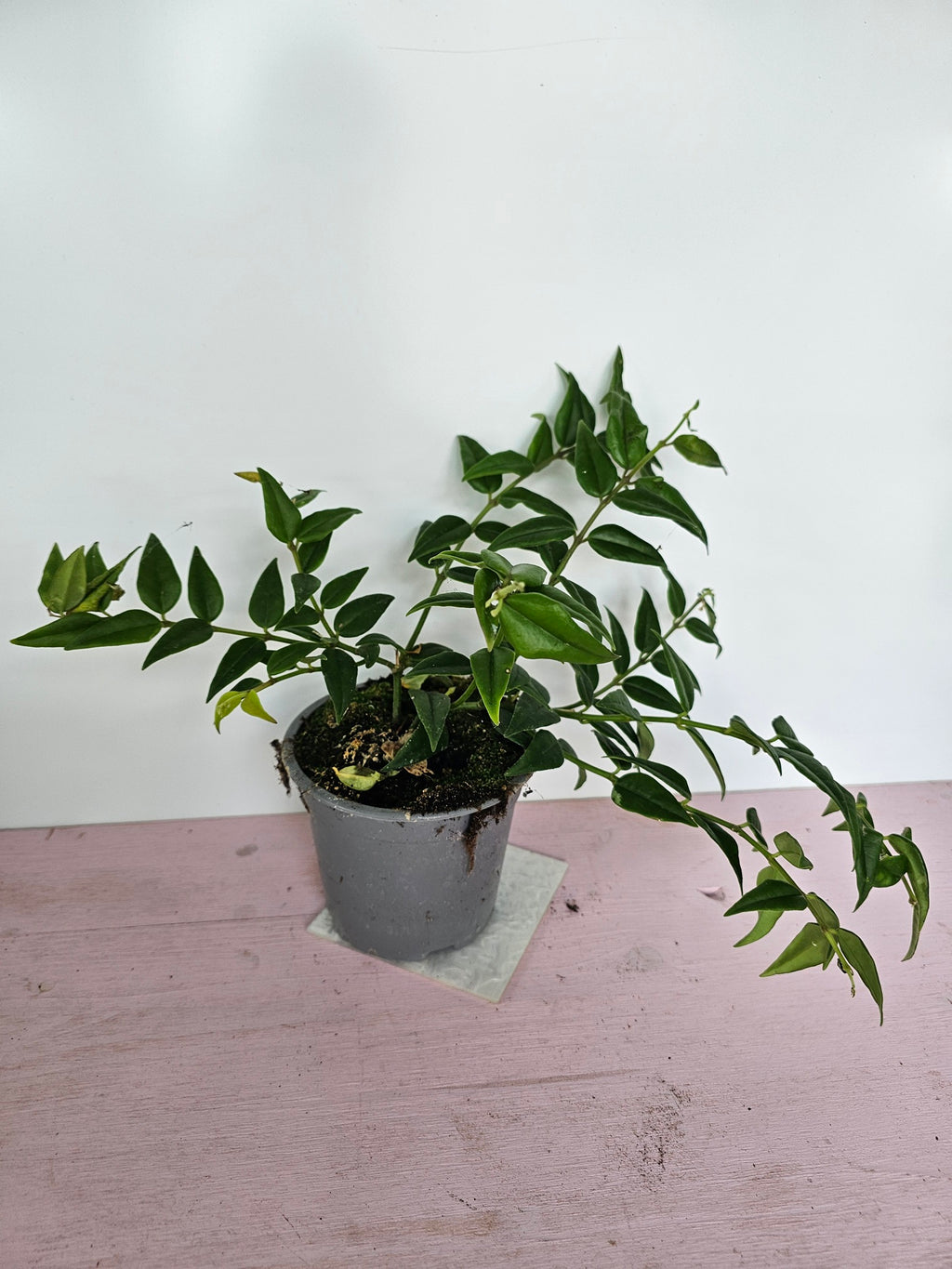 Hoya bella 12cm