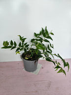 Hoya bella 12cm