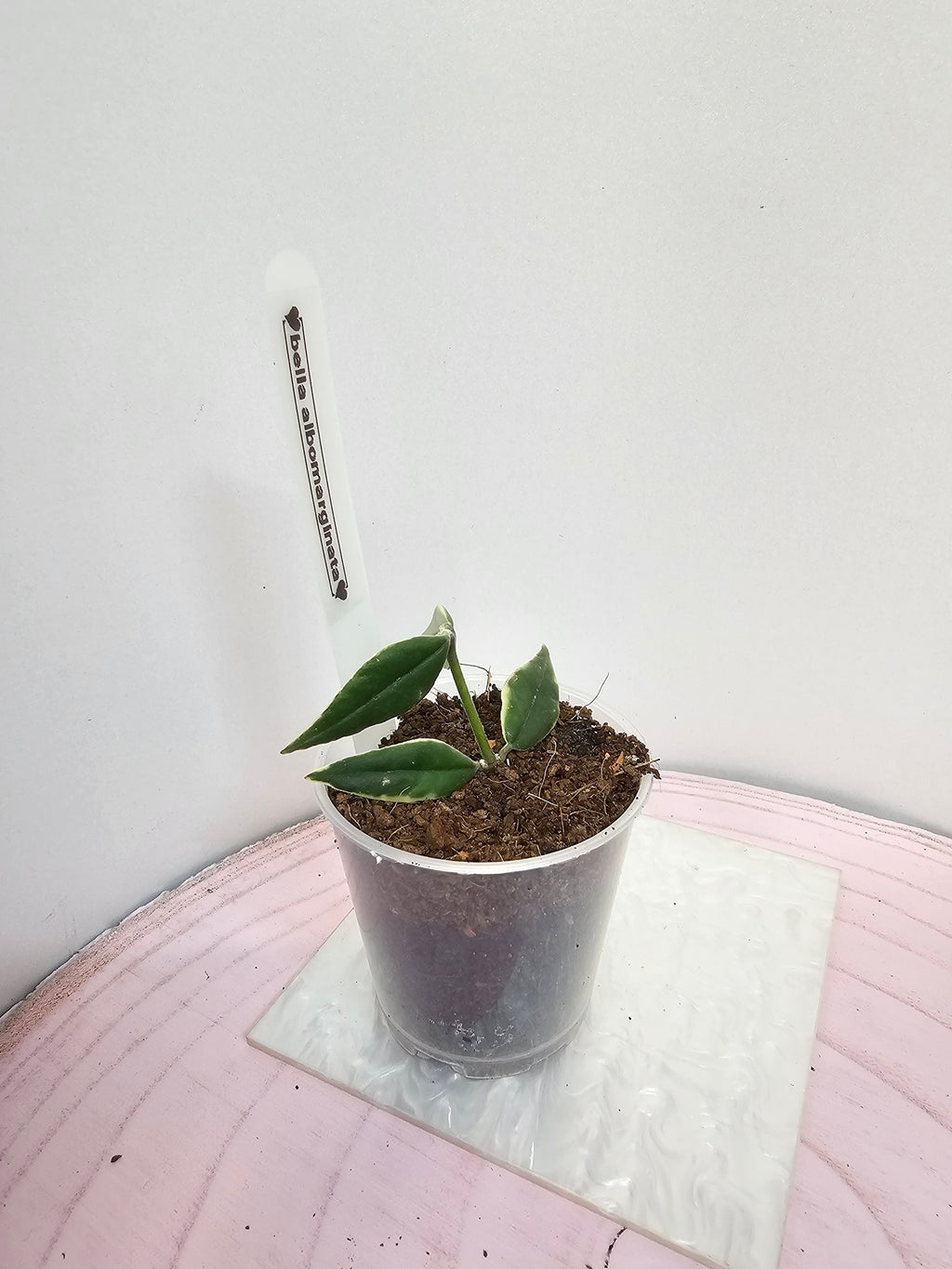 Hoya bella albomarginata