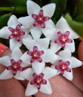 Hoya bella 12cm