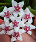 Hoya bella 12cm
