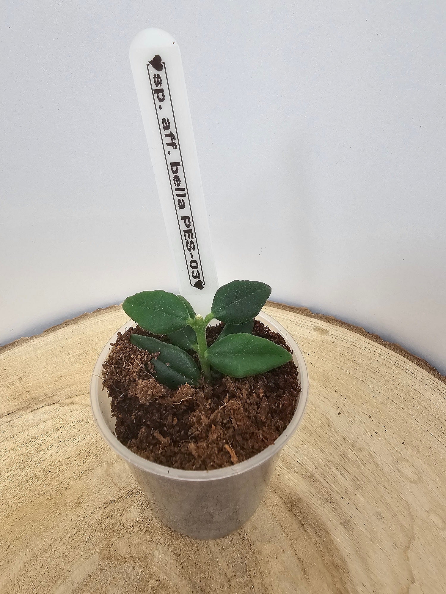 Hoya sp. aff. bella PES03