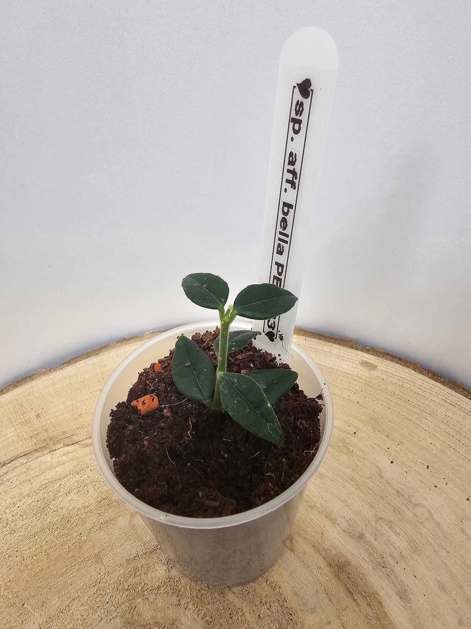 Hoya sp. aff. bella PES03