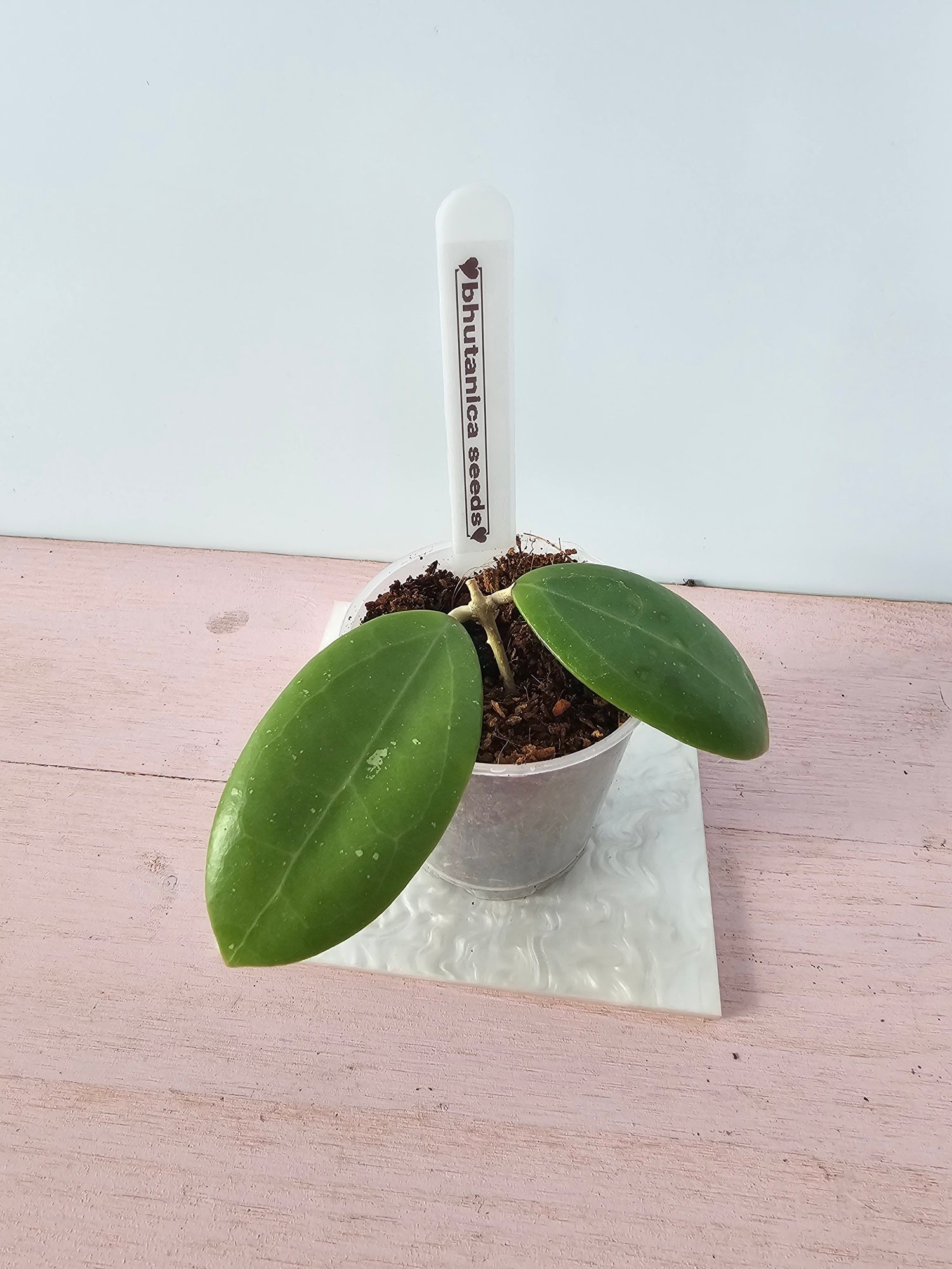 Hoya bhutanica seeds