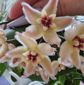 Hoya buotii