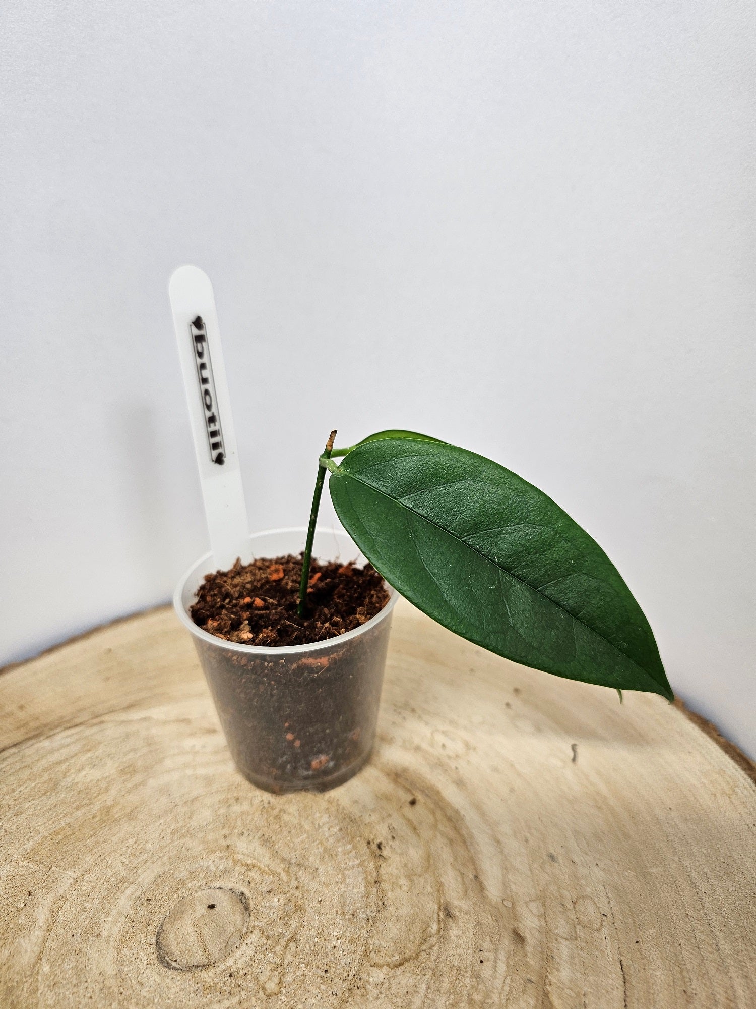 Hoya buotii