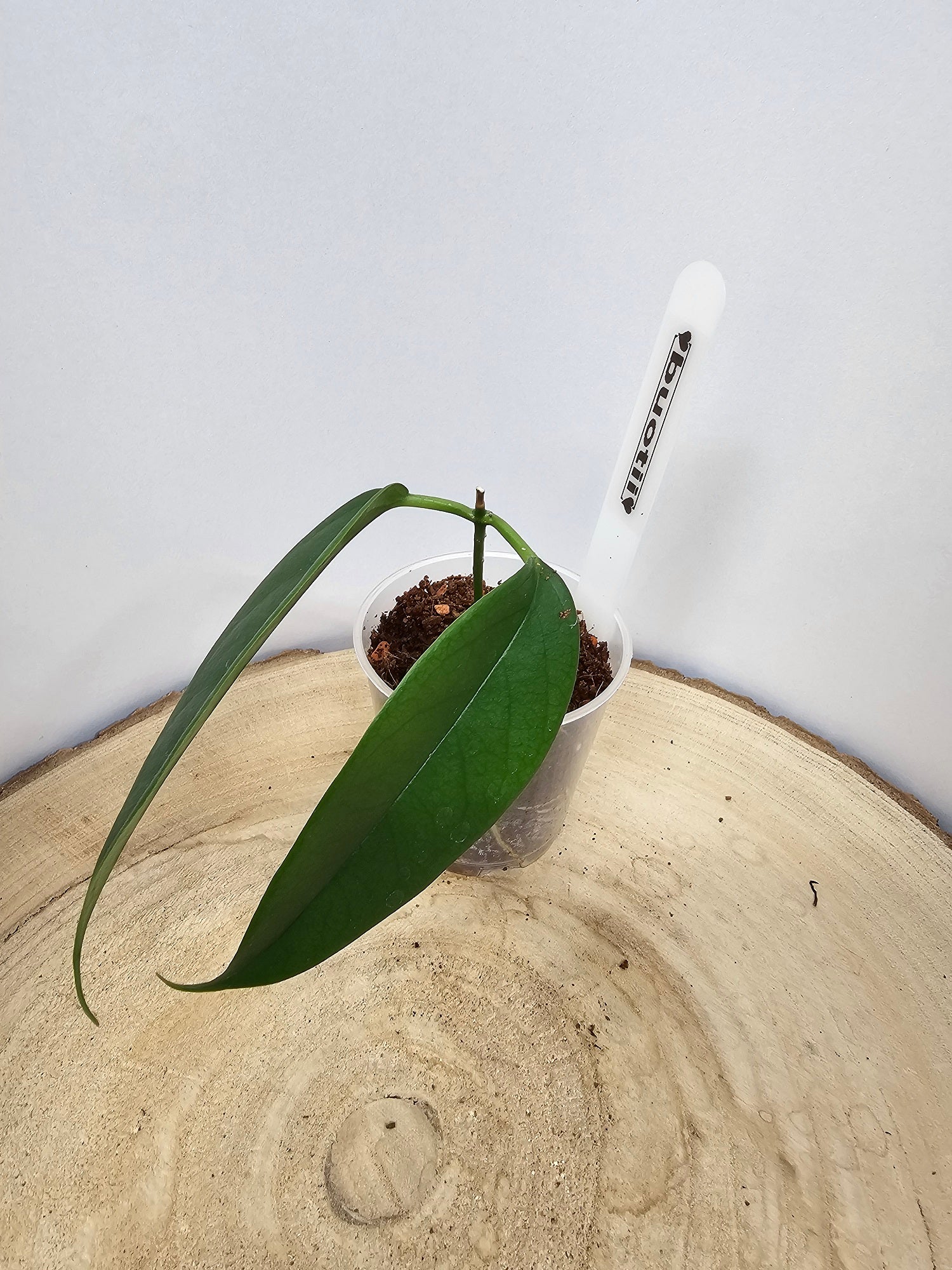 Hoya buotii