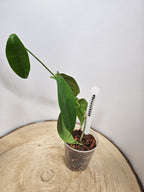 Hoya buotii