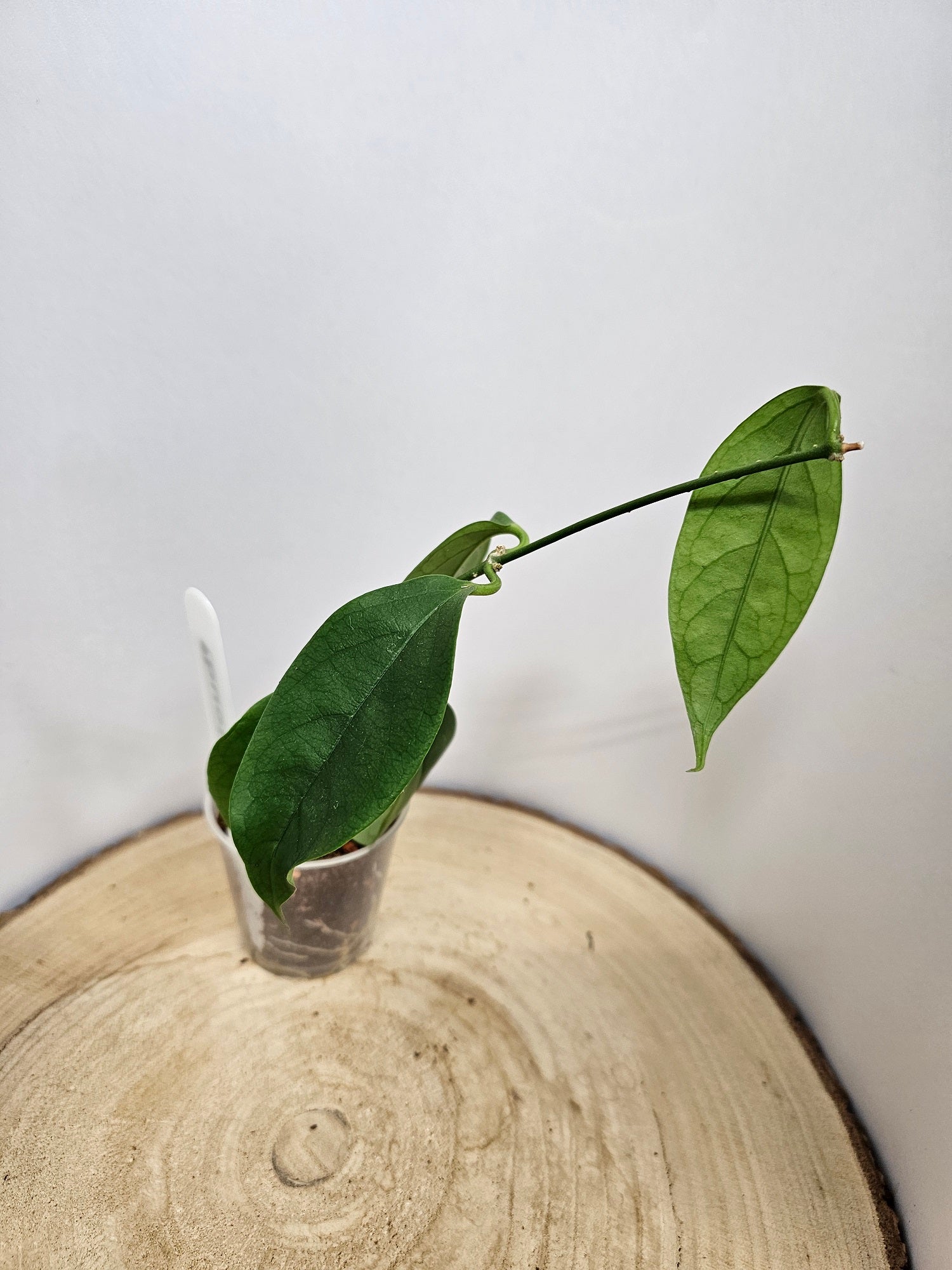 Hoya buotii