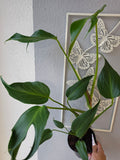 Monstera 'Burle Marx Flame'