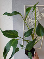 Monstera 'Burle Marx Flame'