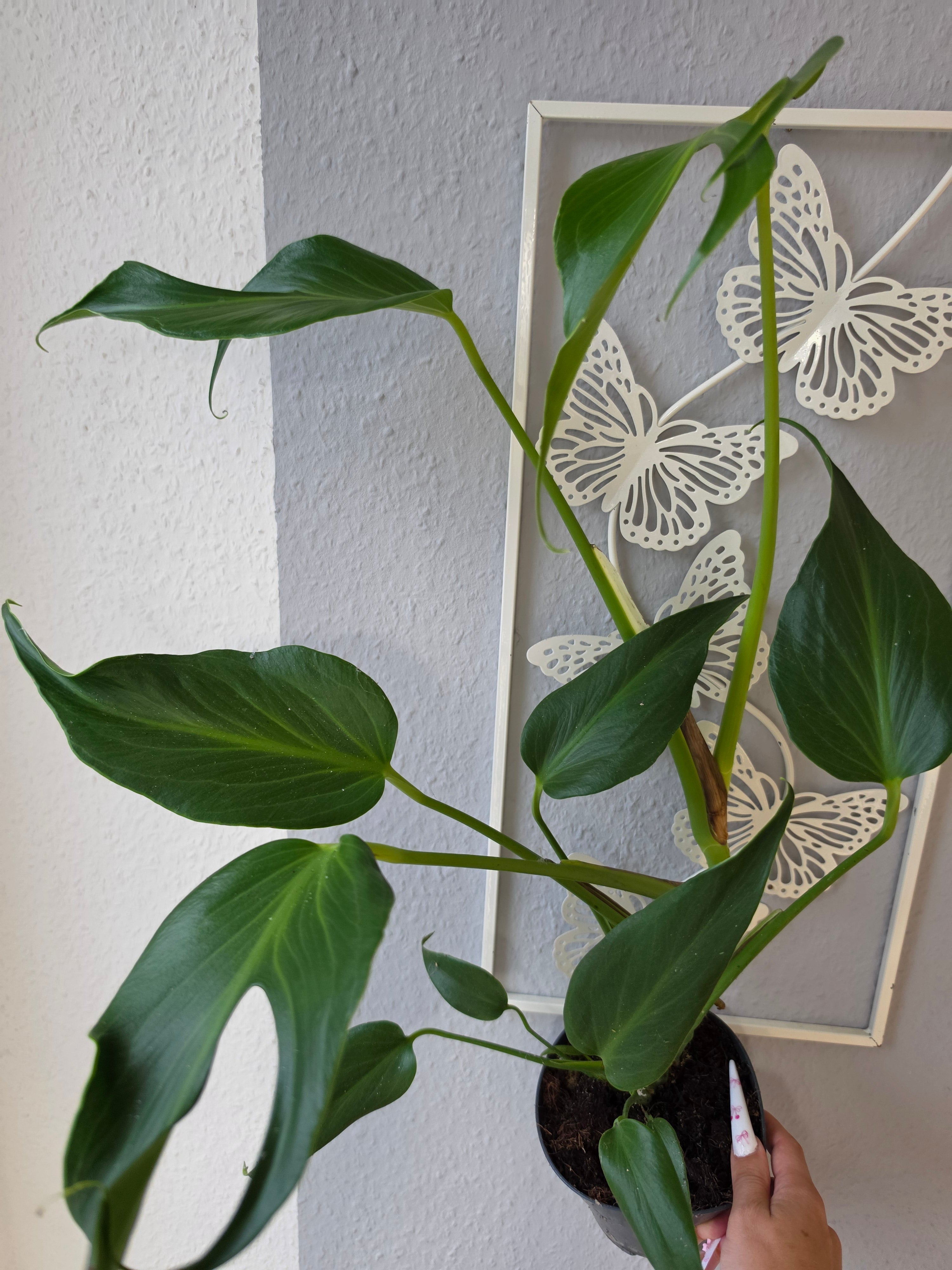 Monstera 'Burle Marx Flame'