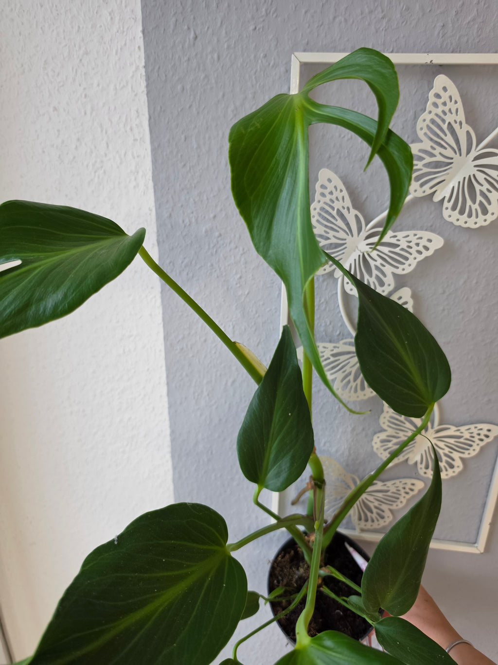Monstera 'Burle Marx Flame'