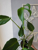 Monstera 'Burle Marx Flame'