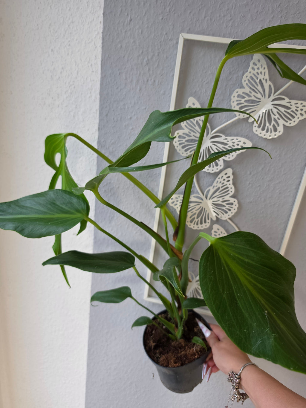 Monstera 'Burle Marx Flame'