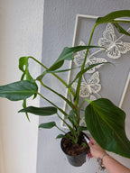 Monstera 'Burle Marx Flame'