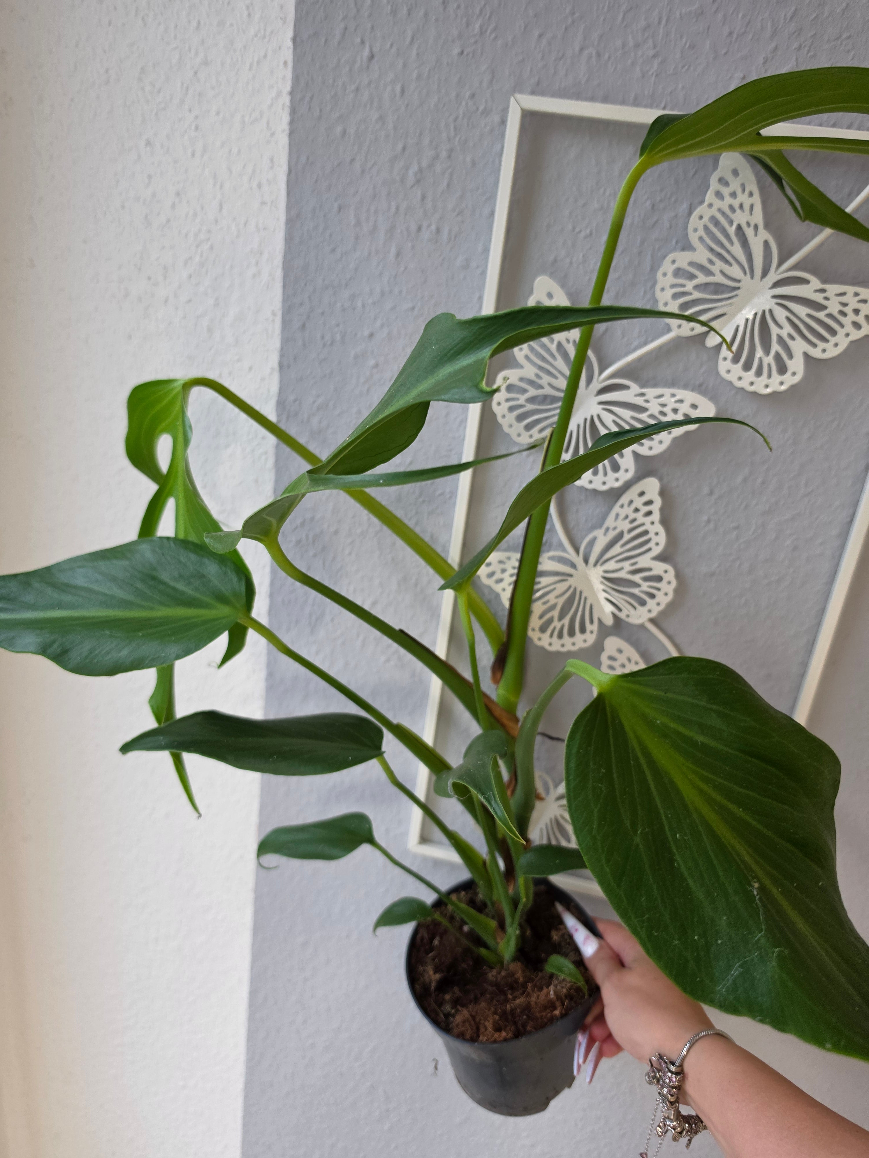 Monstera 'Burle Marx Flame'