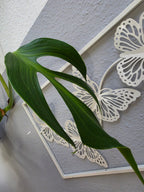 Monstera 'Burle Marx Flame'