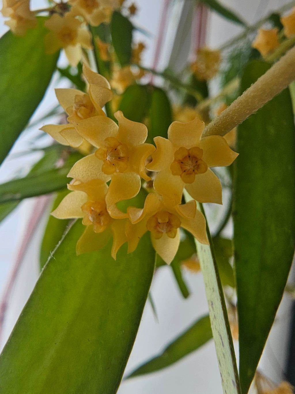 Hoya burmanica