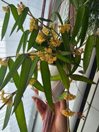 Hoya burmanica