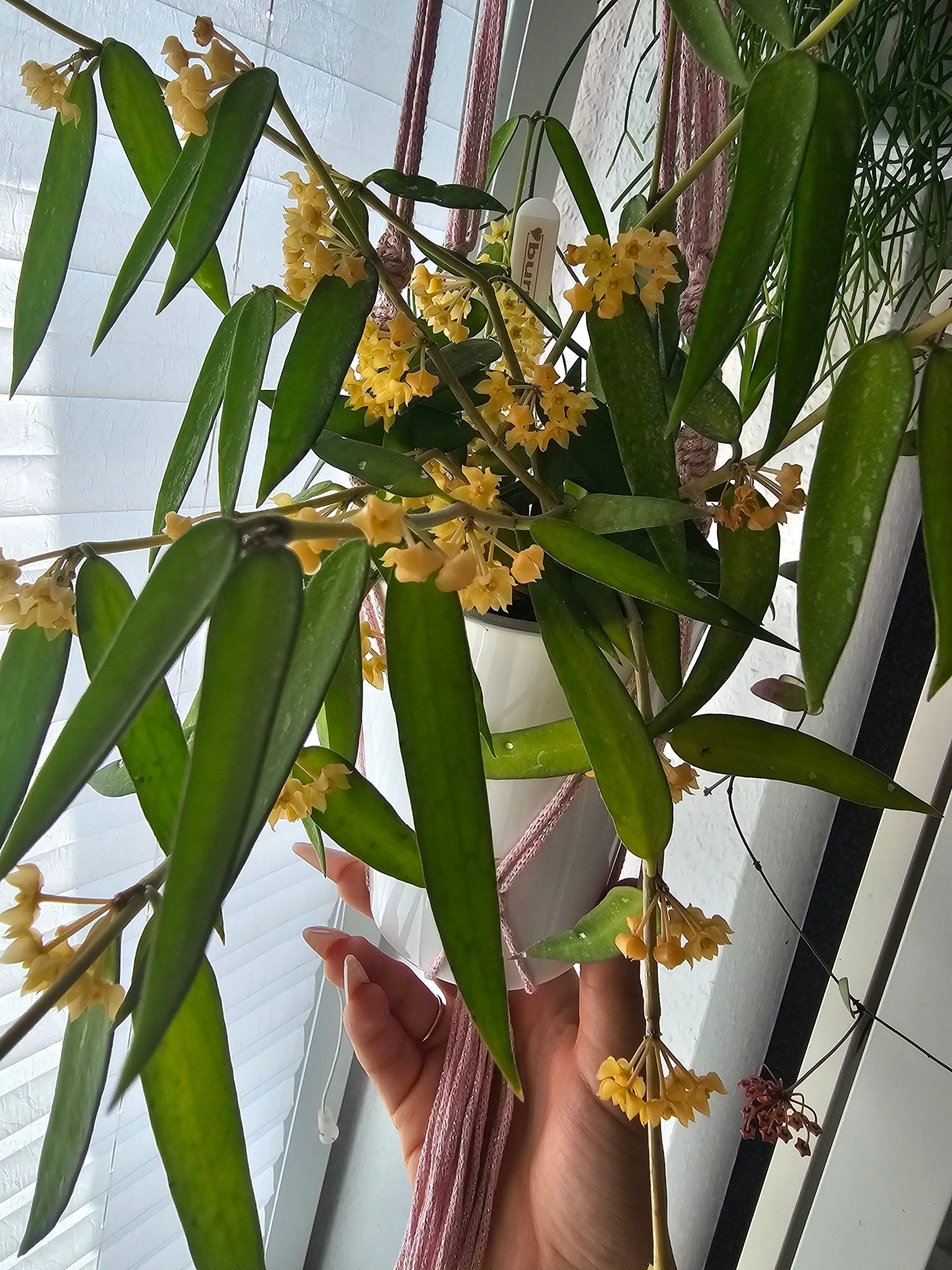 Hoya burmanica