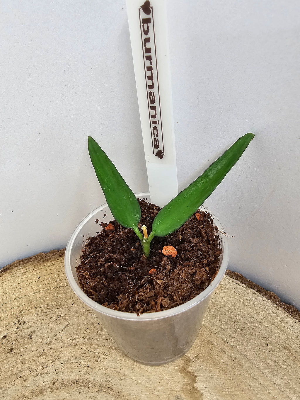 Hoya burmanica