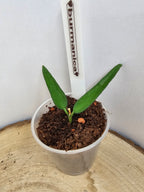 Hoya burmanica