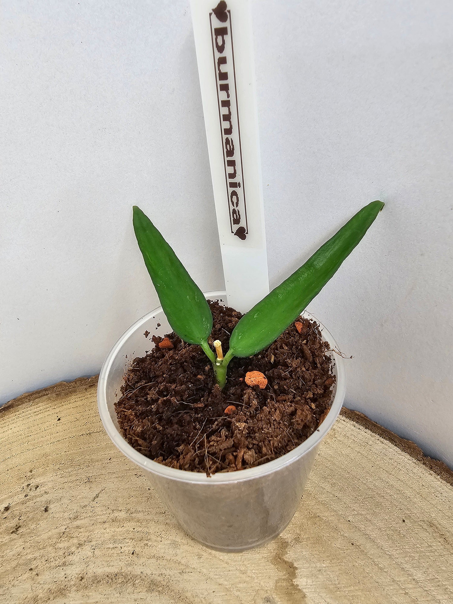 Hoya burmanica