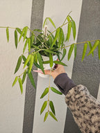 Hoya burmanica cutting