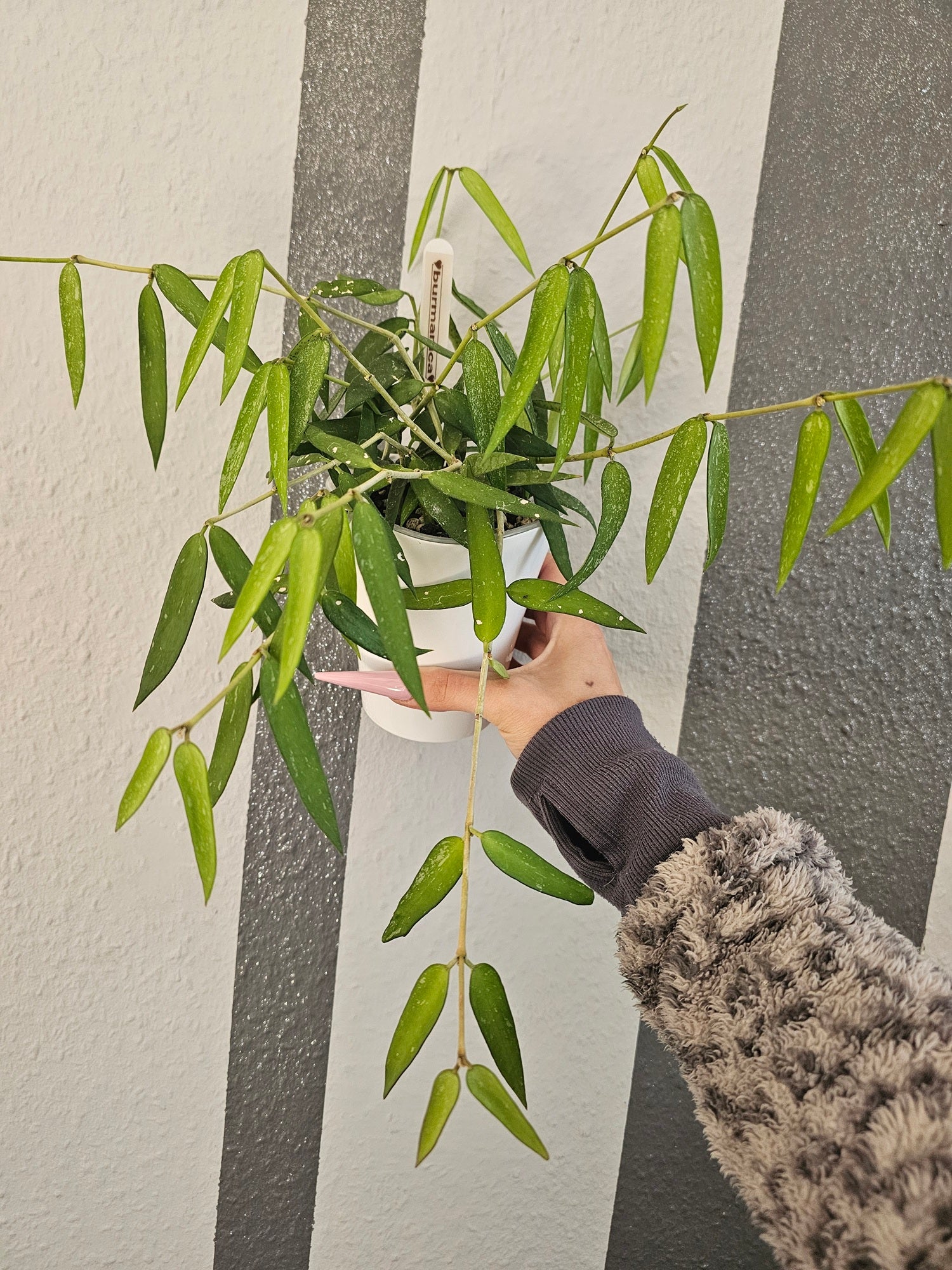 Hoya burmanica cutting