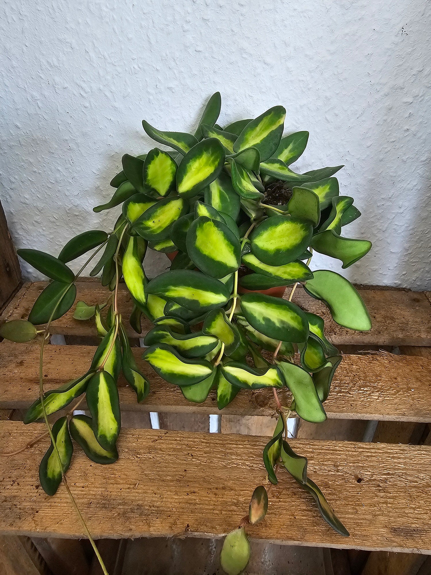 Hoya sp. aff. burtoniae variegata
